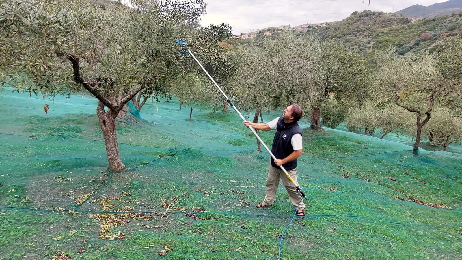 oliveharvest