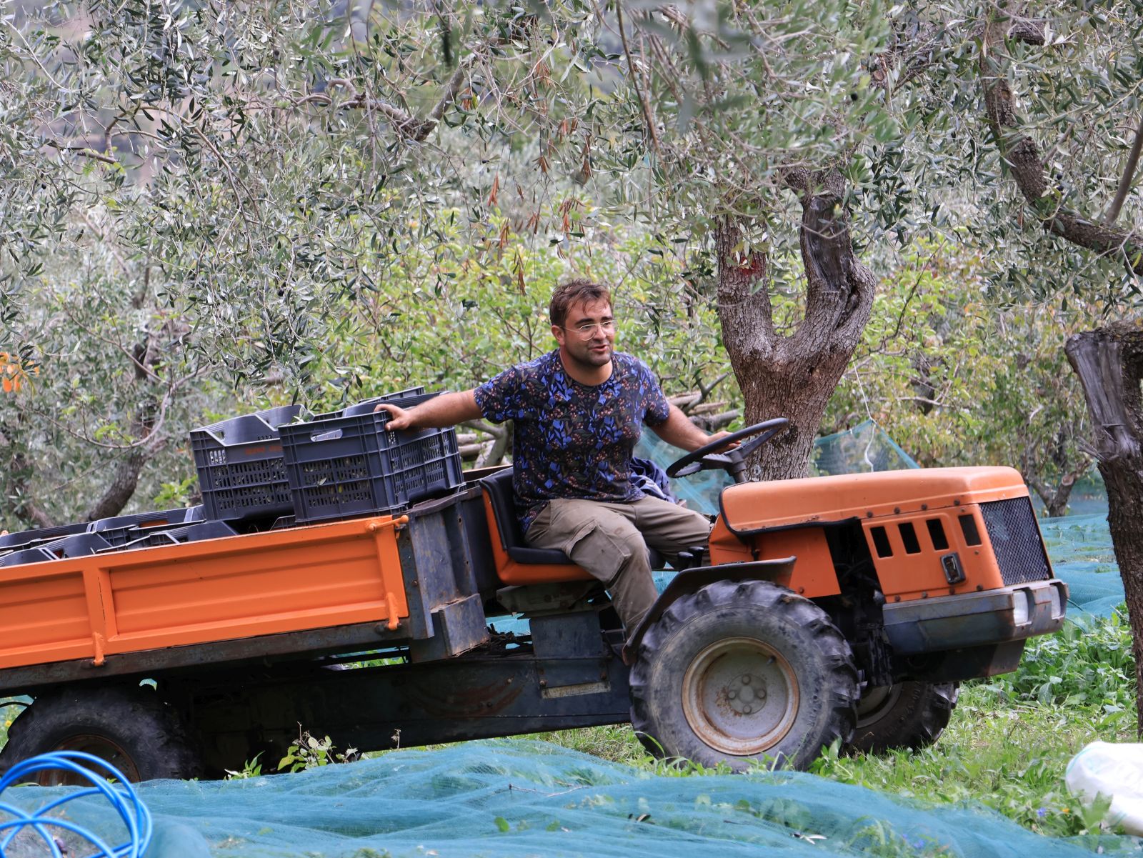 oliveharvest