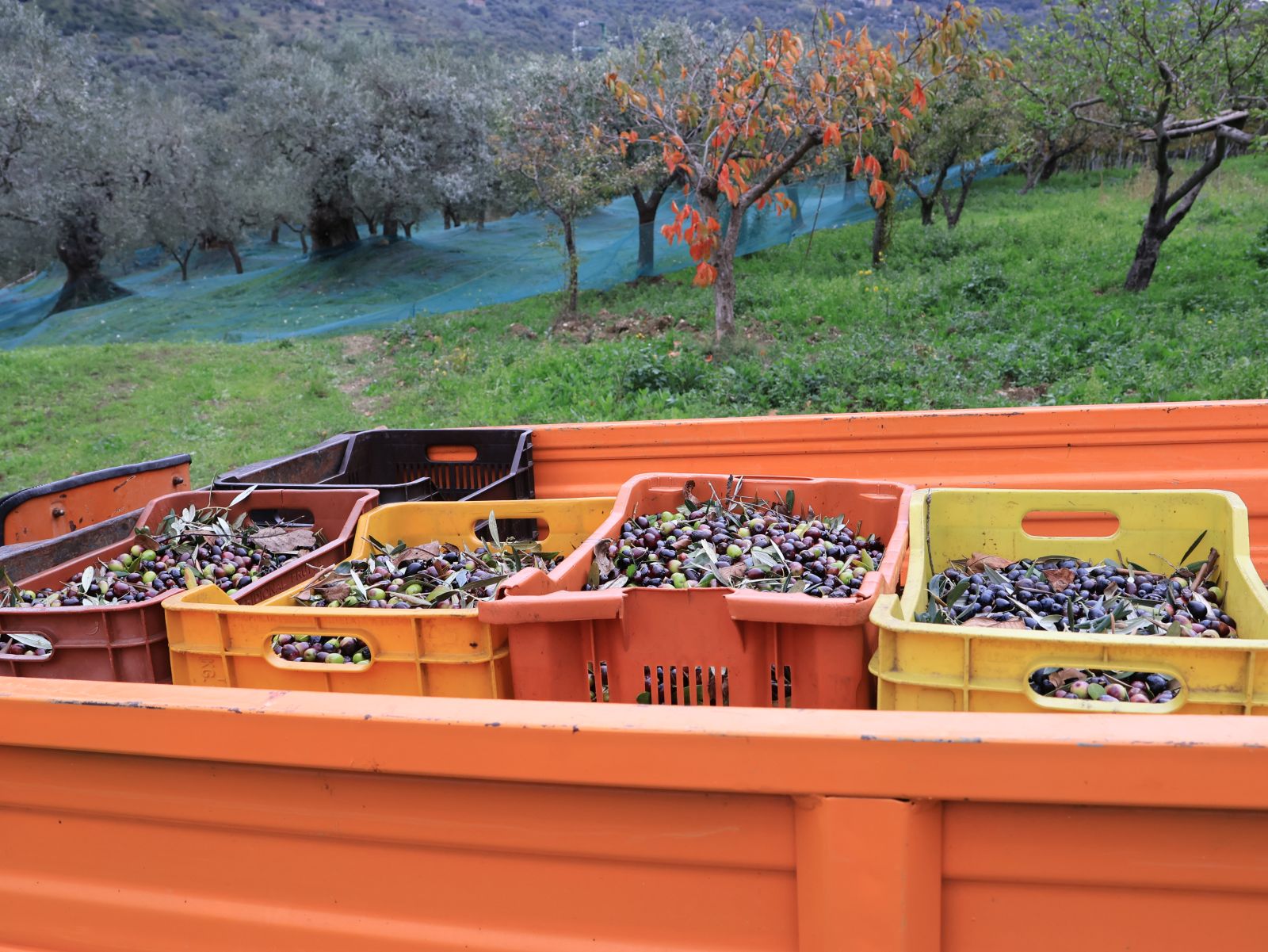 oliveharvest