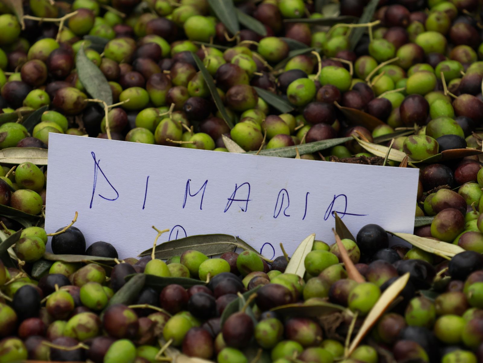 oliveharvest