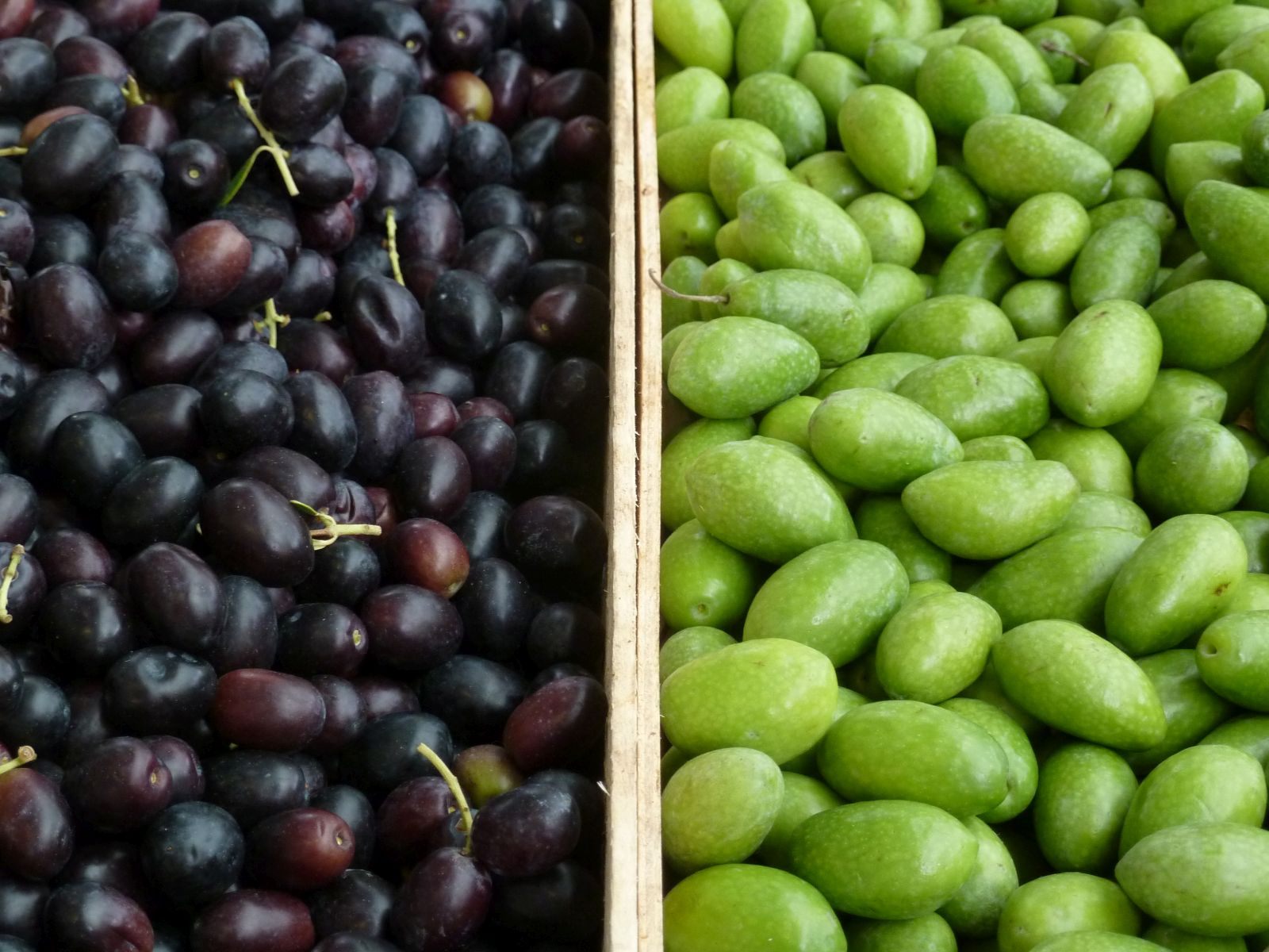 oliveharvest
