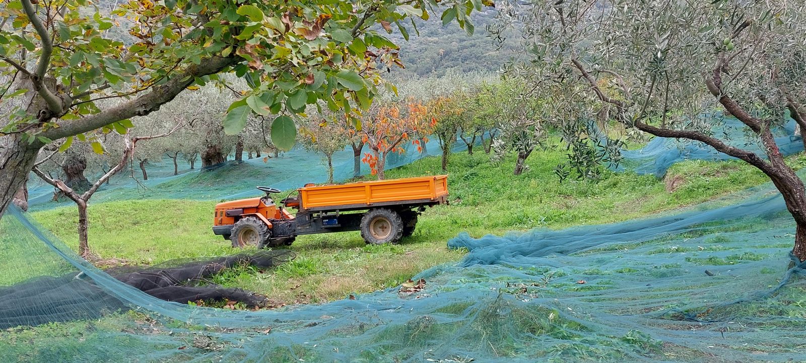 oliveharvest