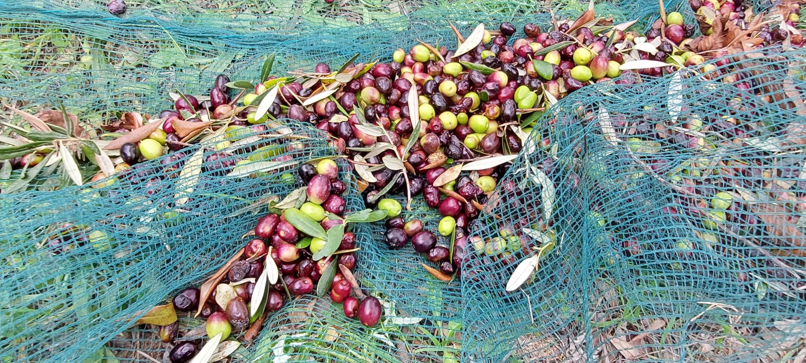 oliveharvest