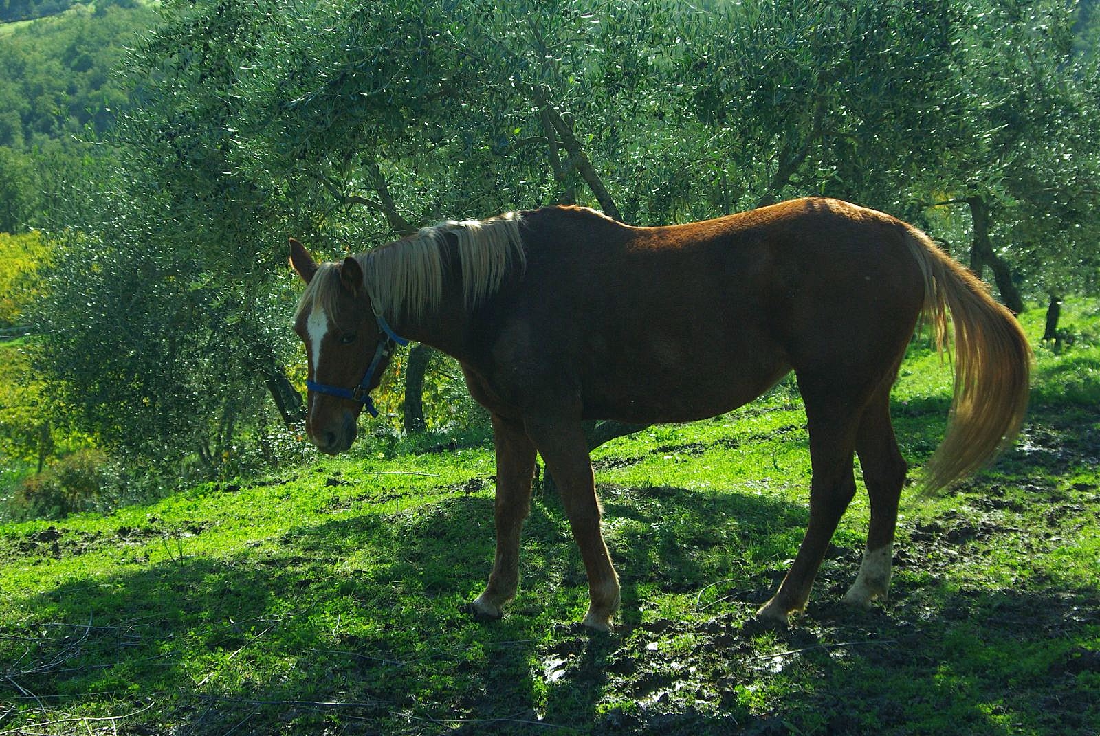 Slow travel in Tuscany