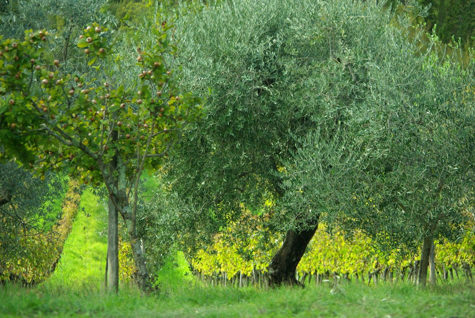 Slow travel in Tuscany