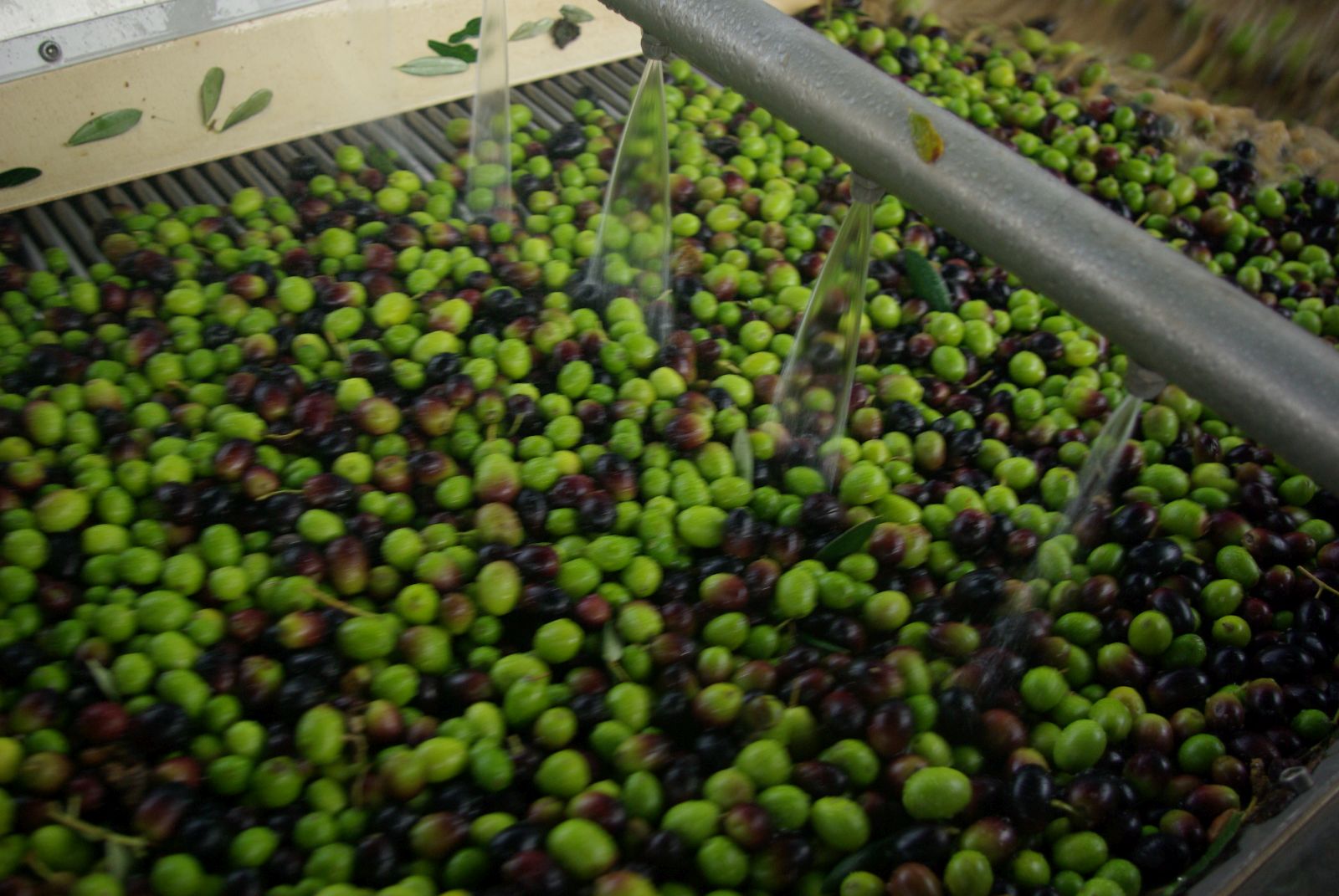 Olive harvest in Cilento