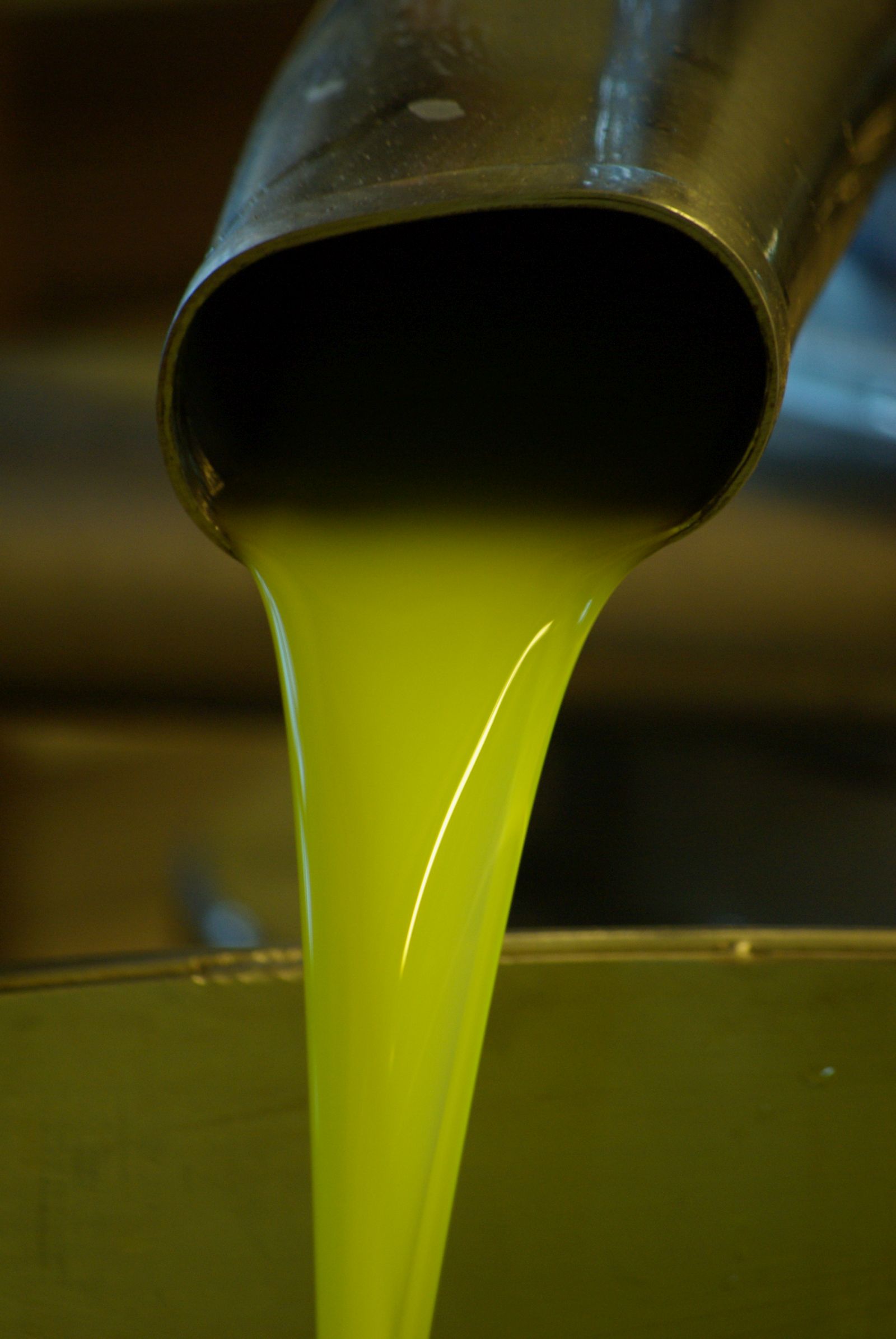 Olive harvest in Cilento