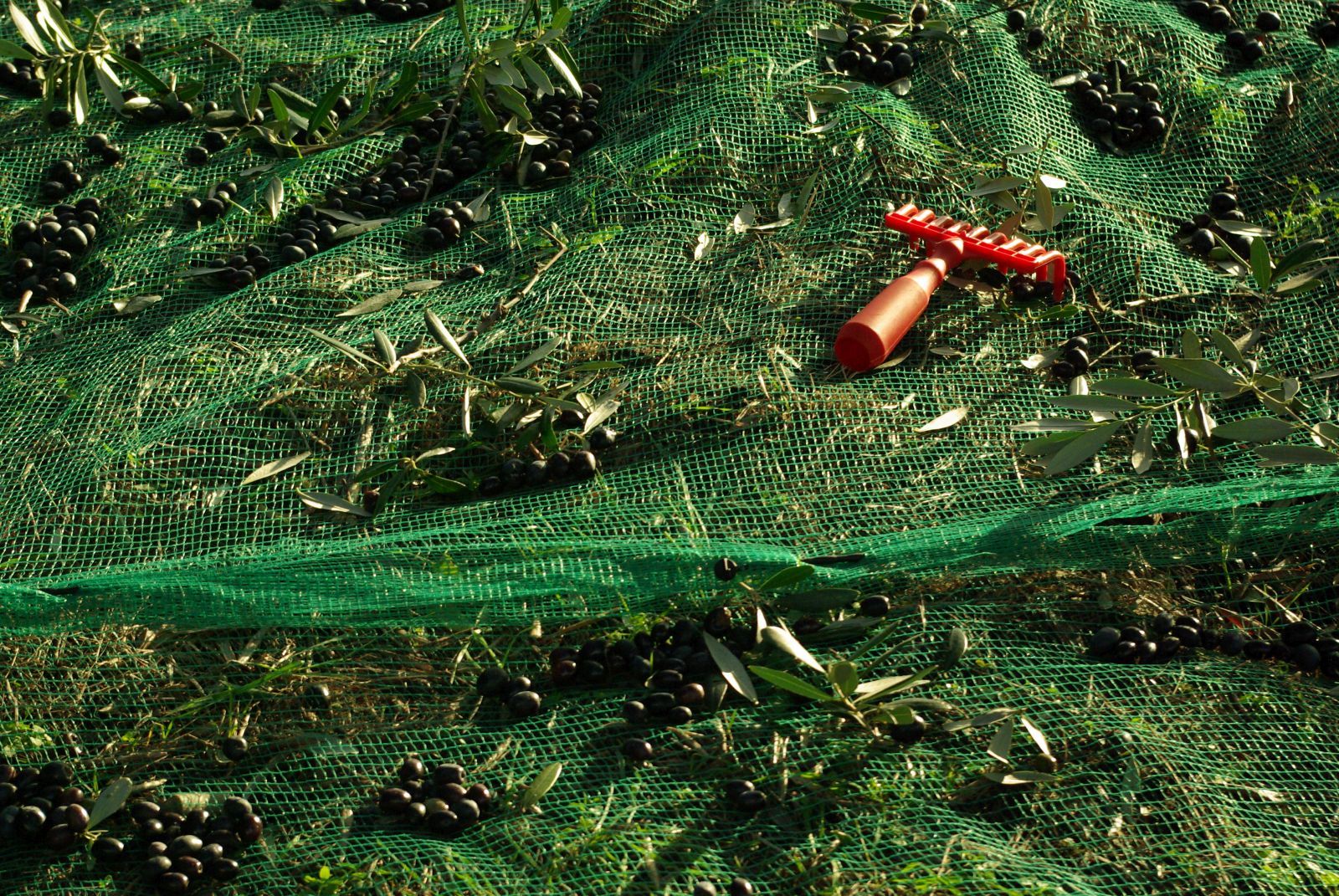 Olive harvest in Cilento