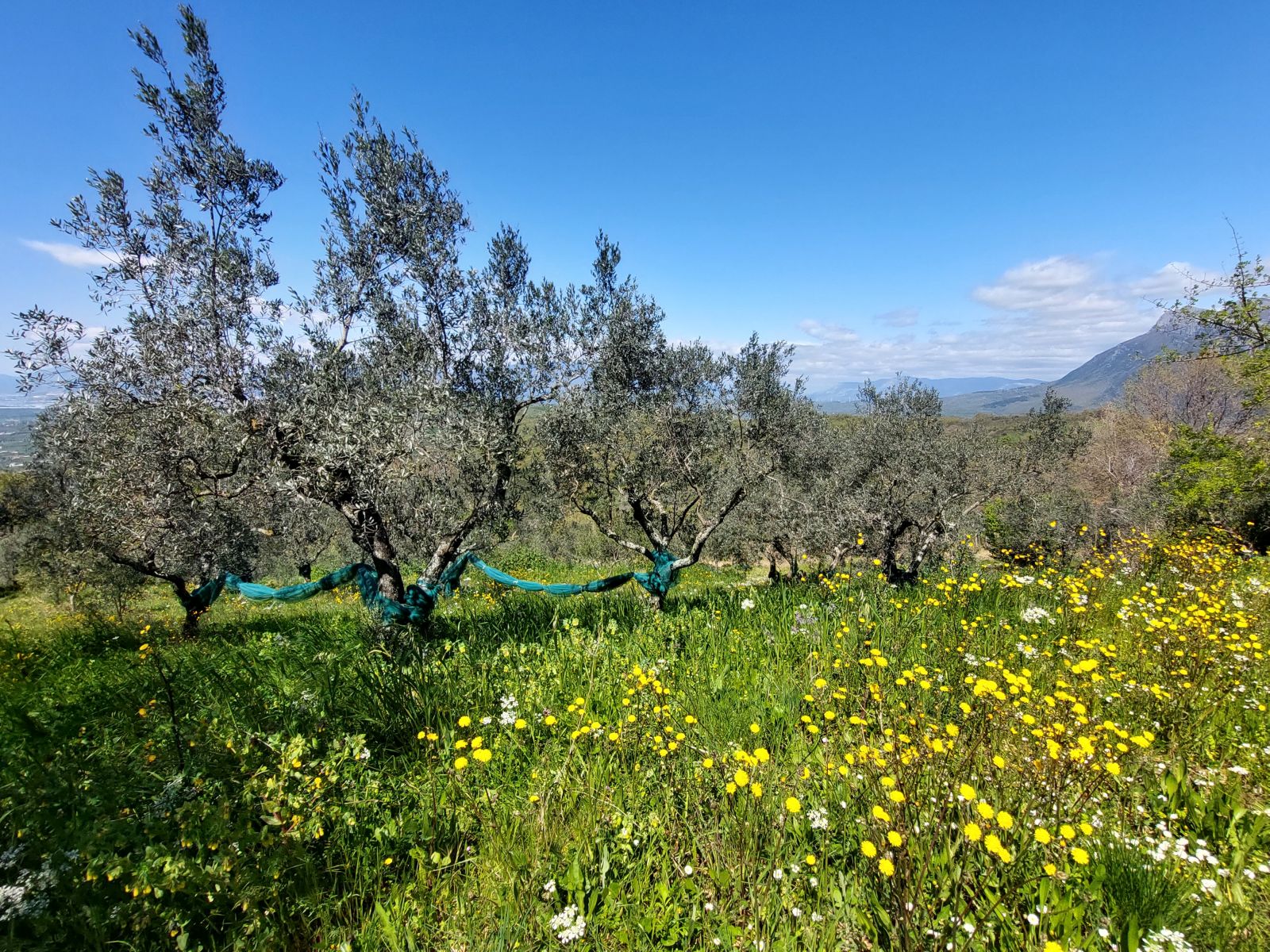 Olive grove