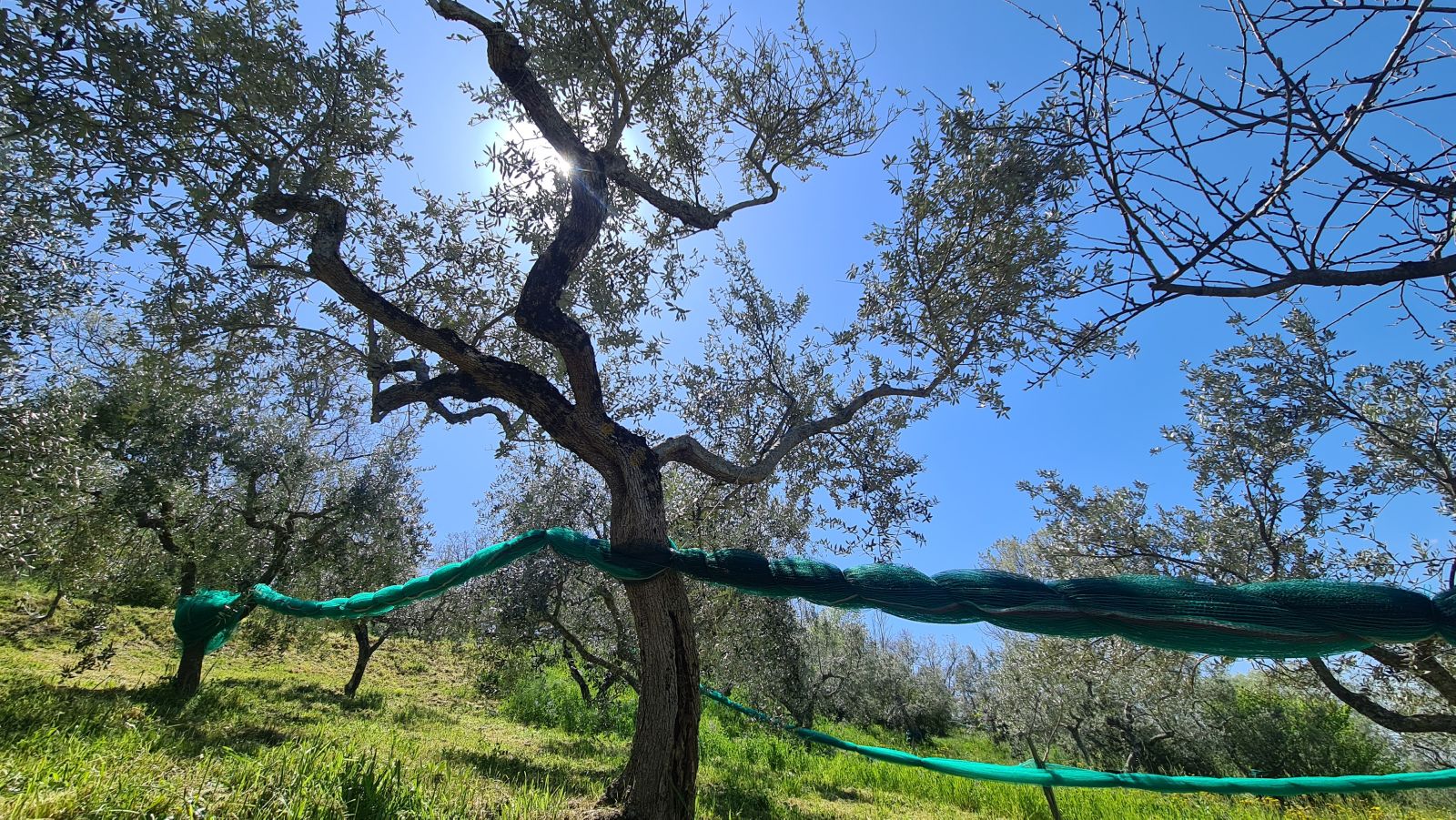 Olive grove